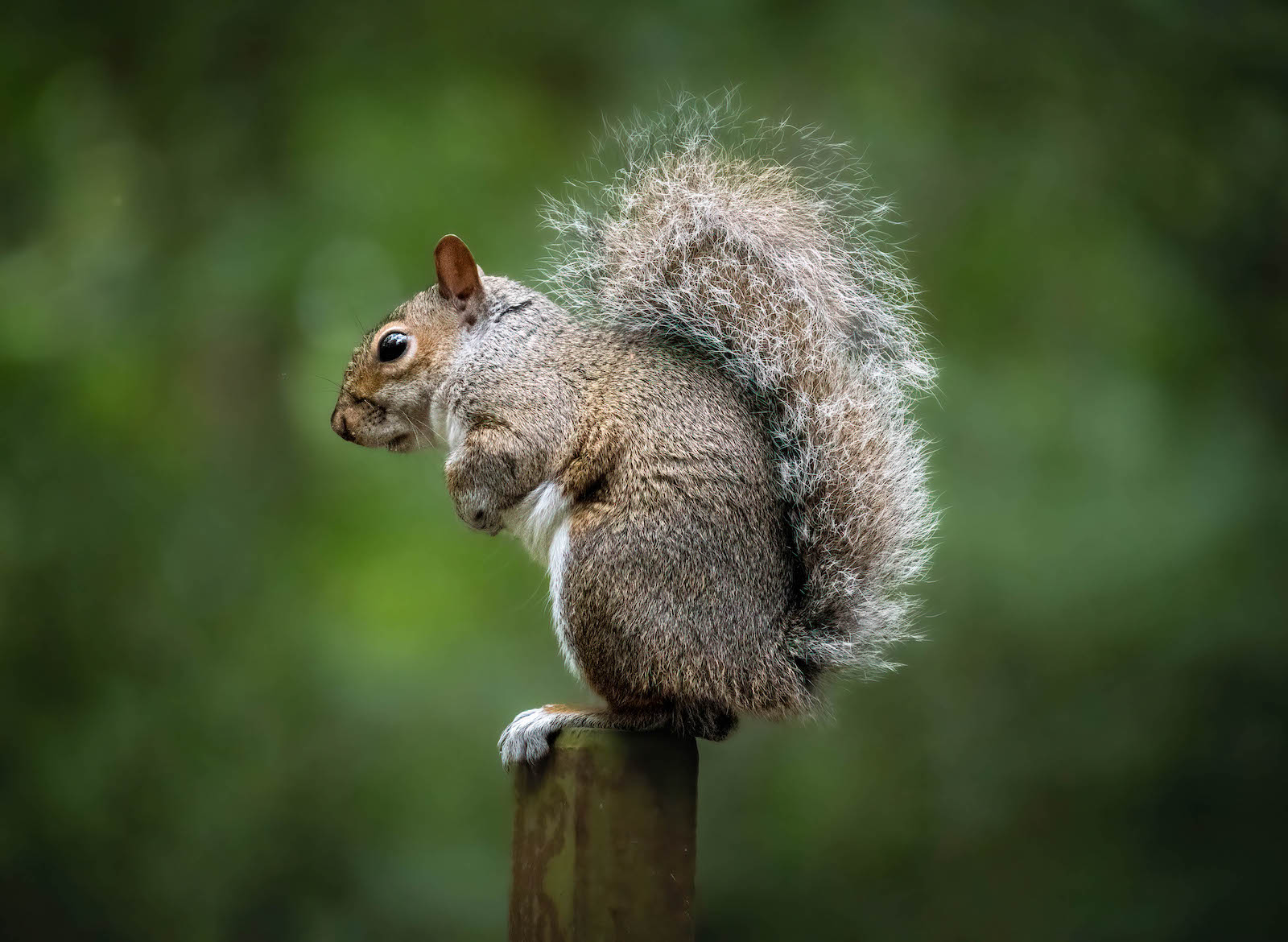 Balancing Act by Alex Early — Score: 16 pts