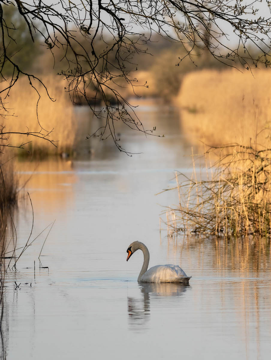 Swan Sunrise by Alex Early — Score: 15 pts