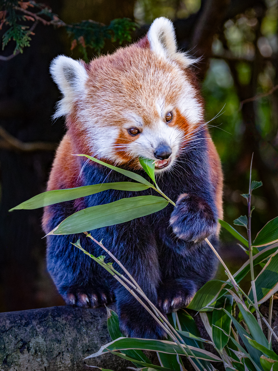 Red Panda Enjoying The Bamboo by Peter Darby — Score: 14 pts