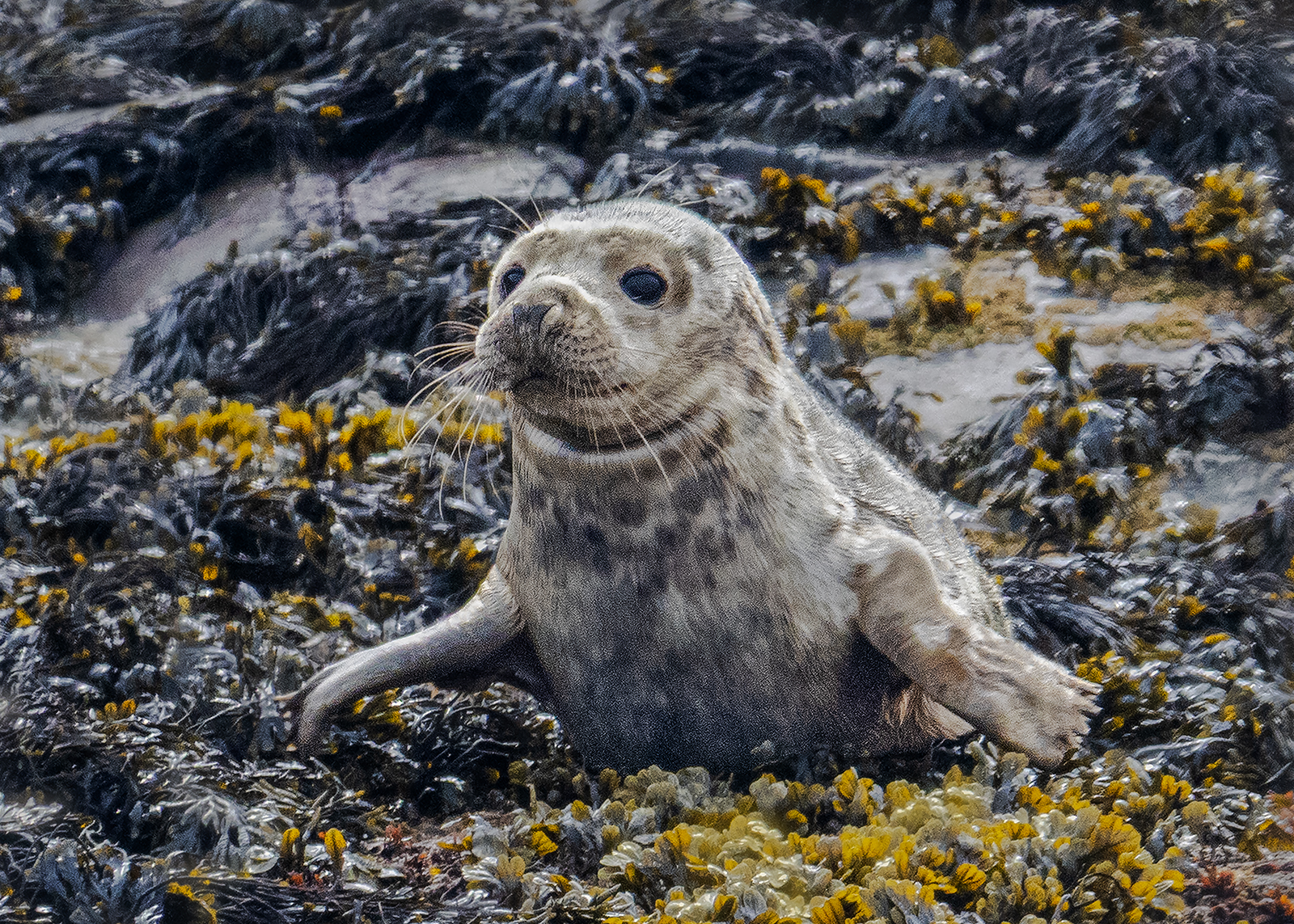 Farne Island Seal Pup by Stuart Cahill — Score: 13 pts