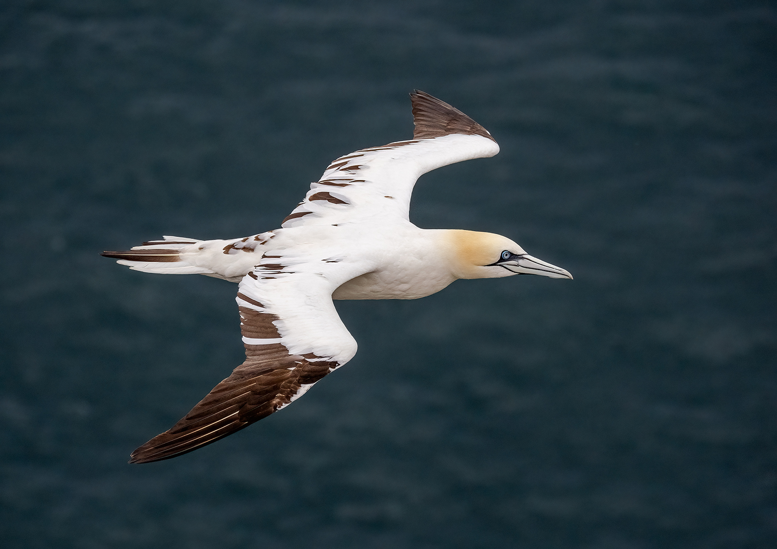 Juvenile Gannet by Stuart Cahill — Score: 16 pts