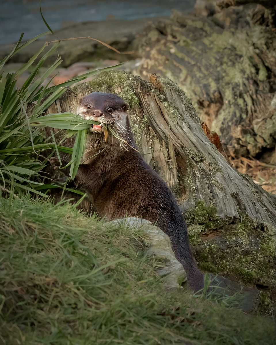 Fresh Bedding For The Holt by Chris Taylor — Score: 15 pts