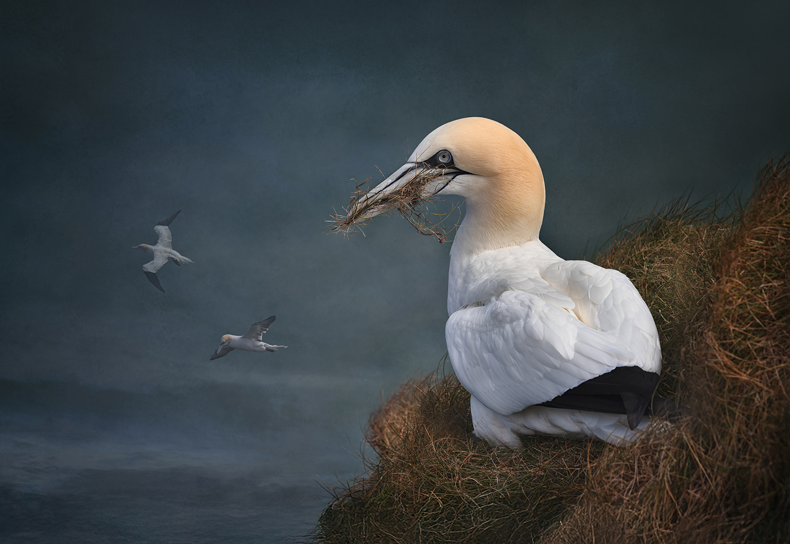 Bempton Gannets by Gordon Watson — Score: 19 pts