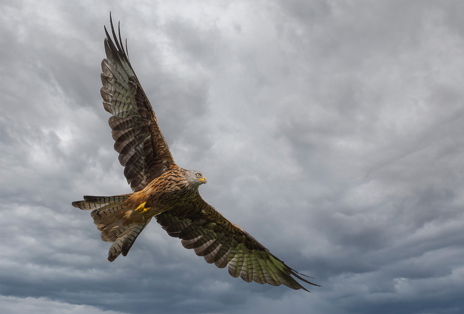 Red Kite In Stormy Skies by Paul Morrell — Score: 14 pts