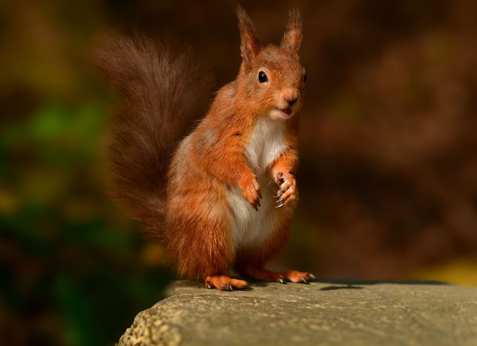 Red Squirrel Emerging From The Shadows by Paul Morrell — Score: 14 pts