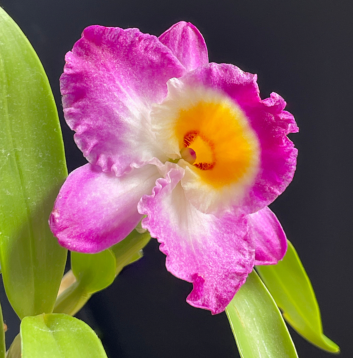 Flower  Detail  by David Webster — Score: 17 pts