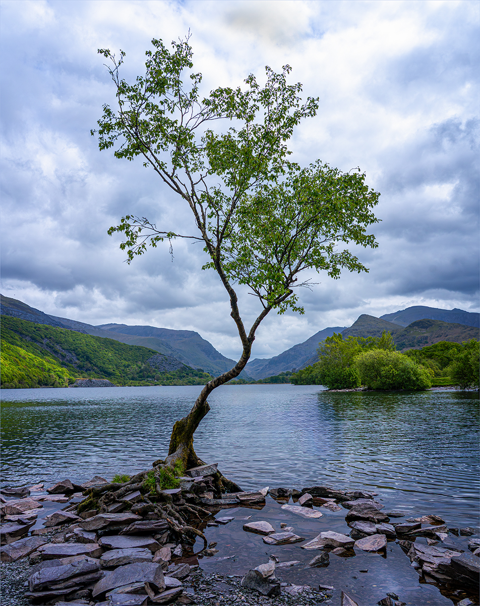 Lonely Tree  by Sheila Giles — Score: 18 pts