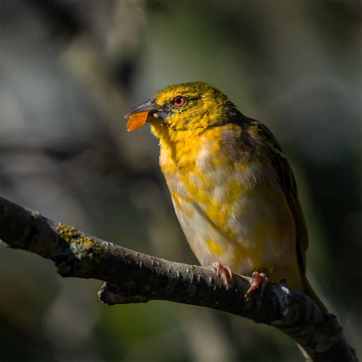 Lesser Goldfinch by Daryl Giles — Score: 14 pts