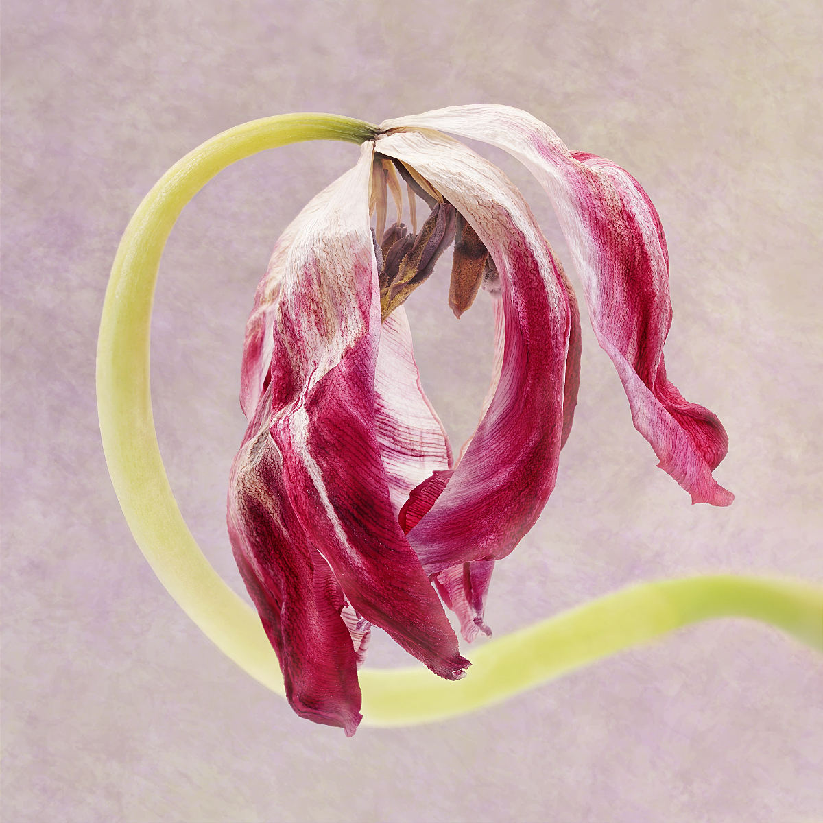 Crimson Curve by Joy Swarbrick — Score: 16 pts