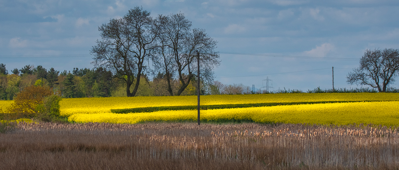 A Field Of Gold by Anthony Hull — Score: 16 pts