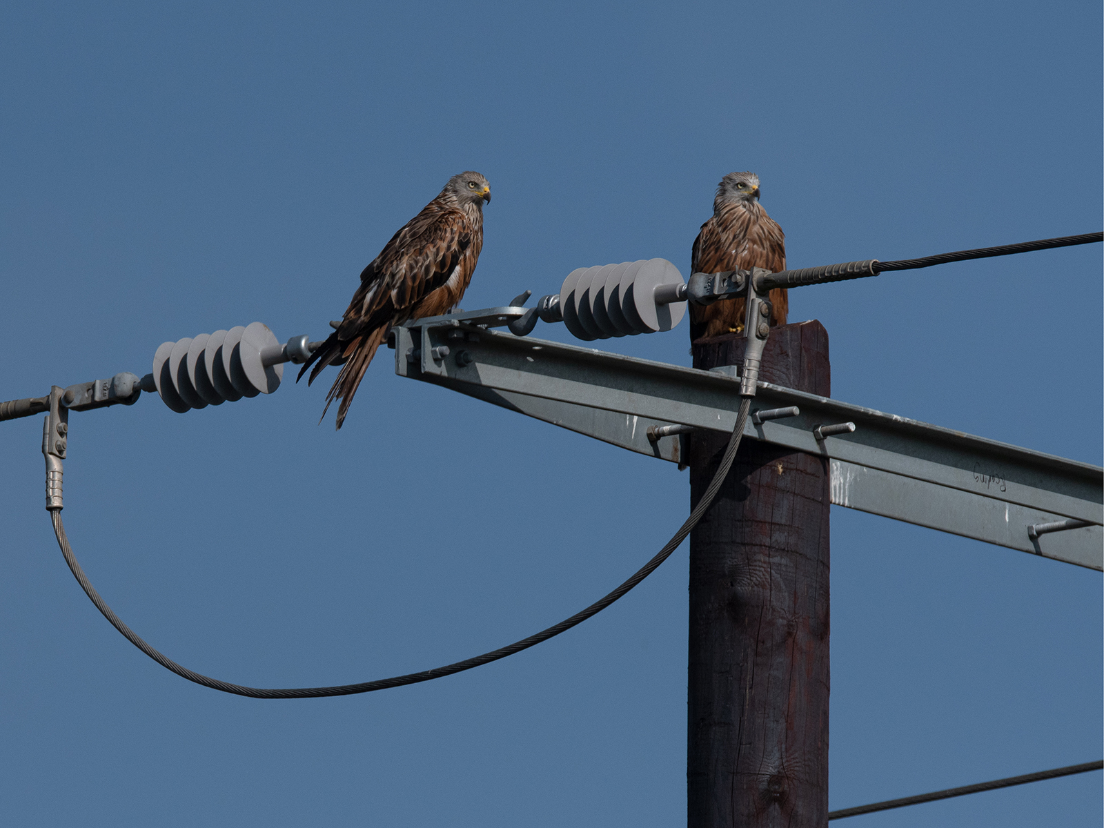 Red Kites Lookout by Anthony Hull — Score: 17 pts
