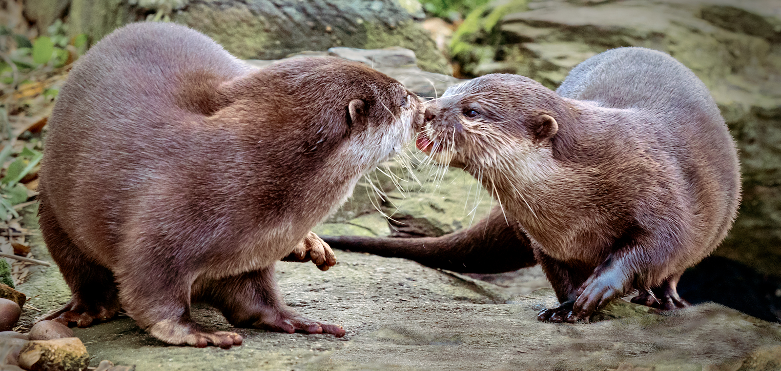 Otter Reunion by Chris Taylor — Score: 17 pts