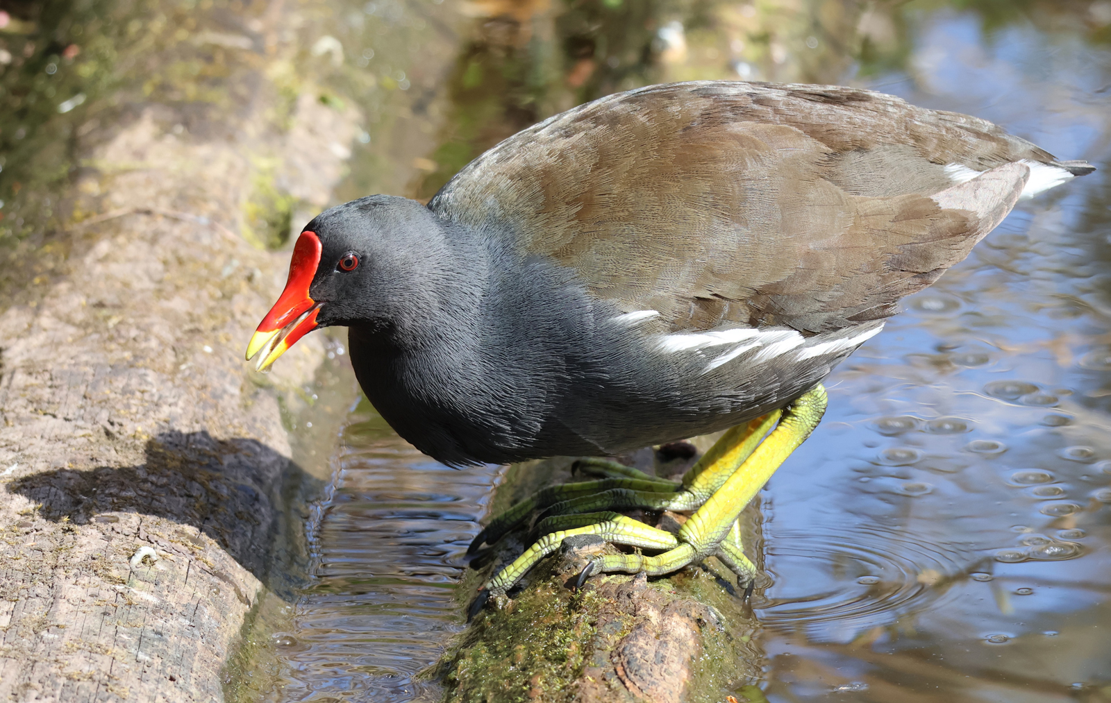 Common Moorhen by Janet Parker — Score: 16 pts