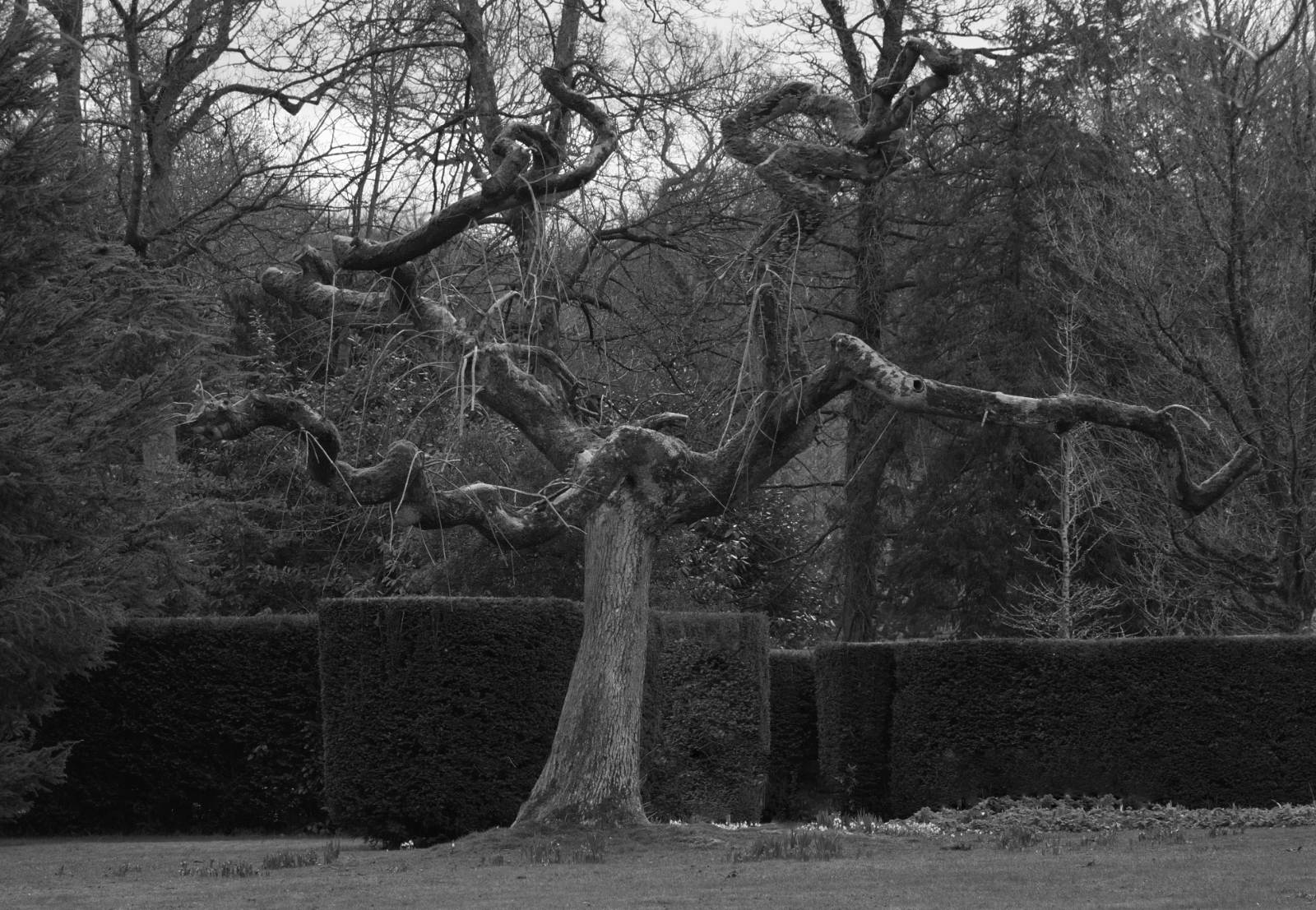 The Thrashing Tree by Grant Douse — Score: 15 pts