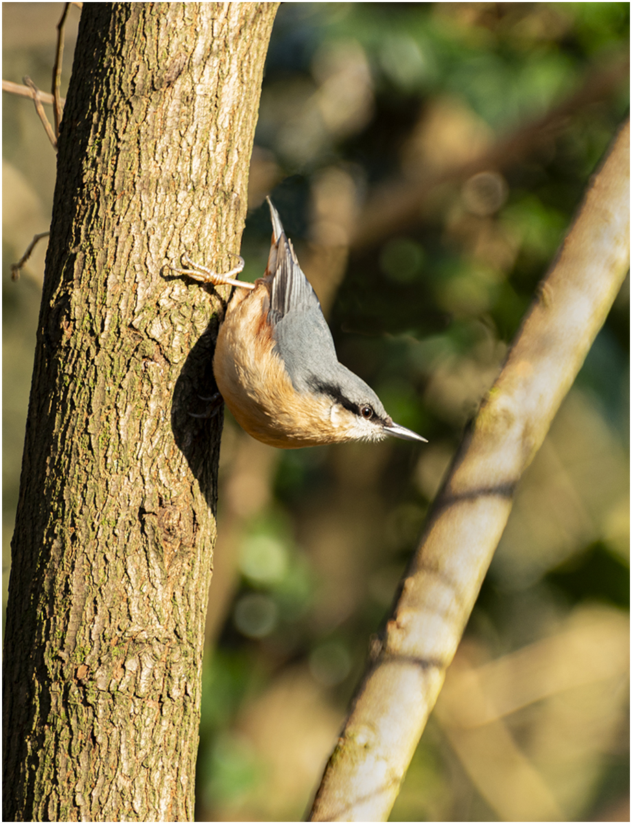 Nuthatch by John Walmsley — Score: 17 pts