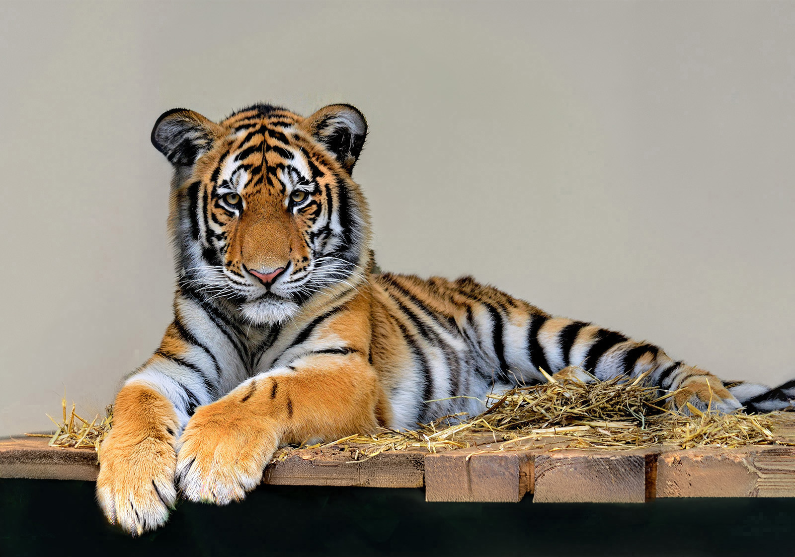 Bengal Tiger by Paul Morrell — Score: 17 pts