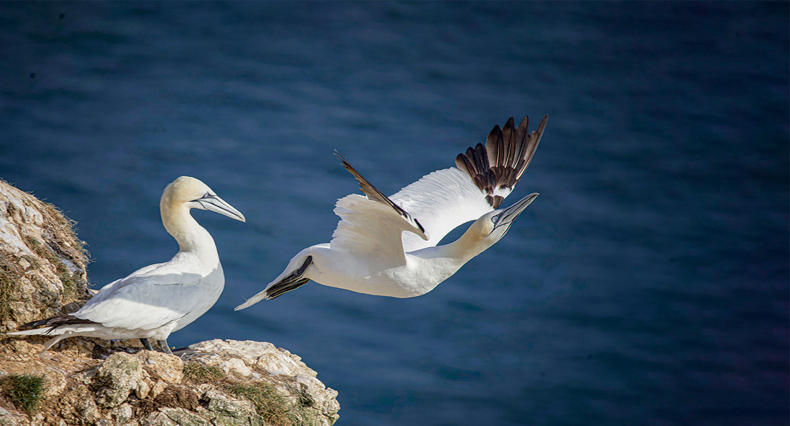 Bempton-5 by Karen Jackman — Score: 19 pts