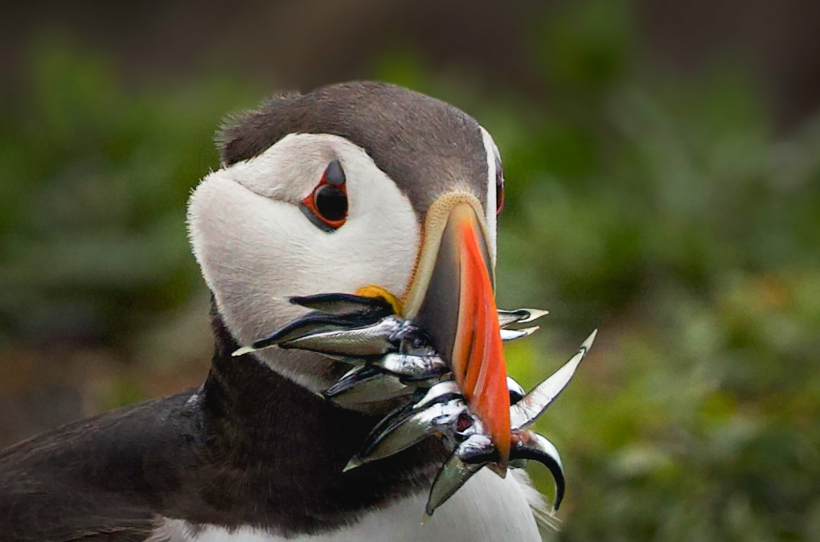Puffin by Karen Jackman — Score: 16 pts