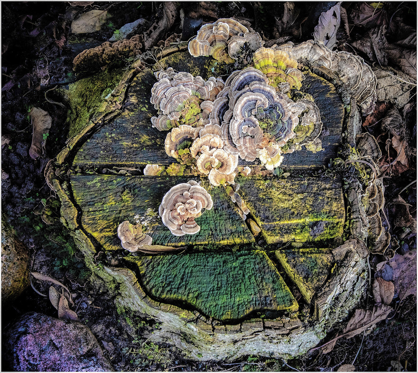 Tree Stump And Fungus by Peter Parnell — Score: 18 pts