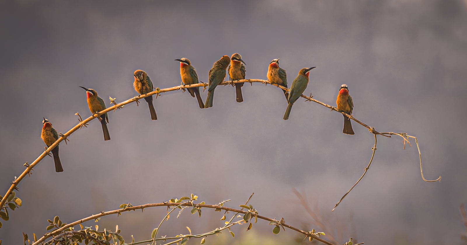Bee Eaters Roosting At Sunset by Mary Kirkby — Score: 19 pts