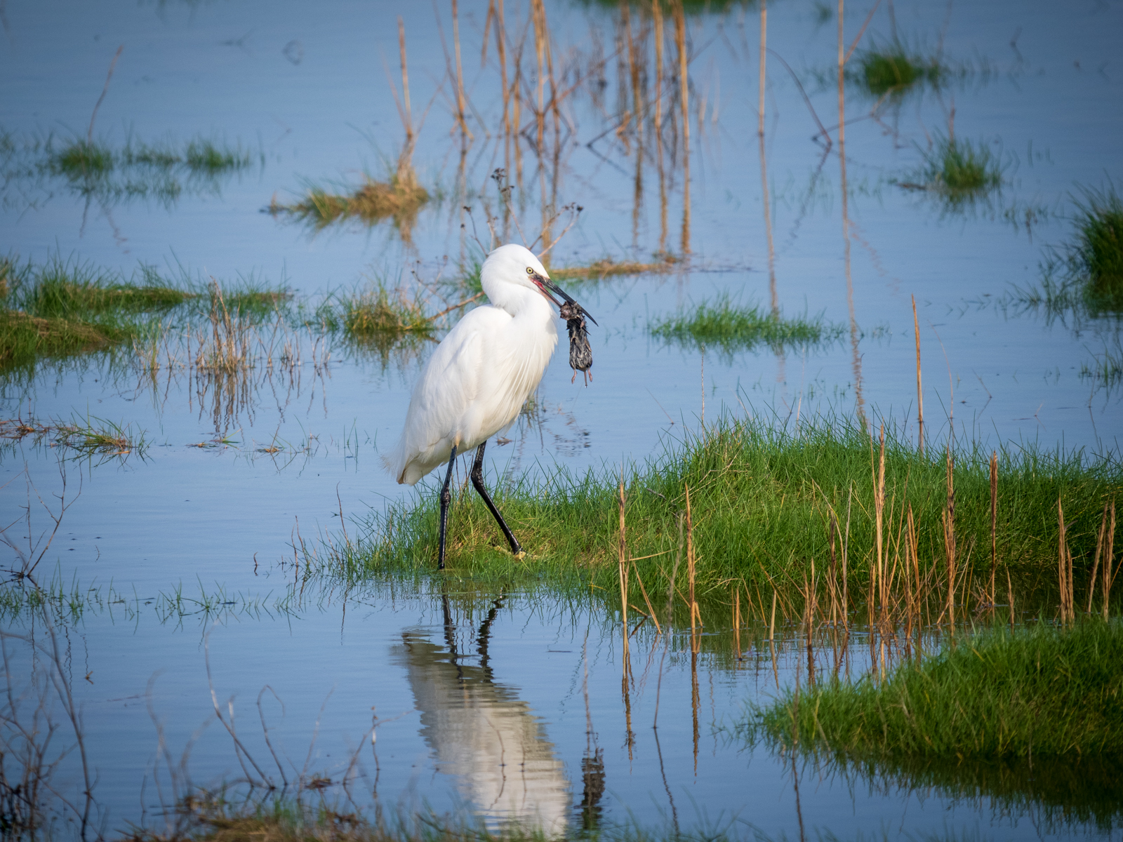 Egret With Rodent