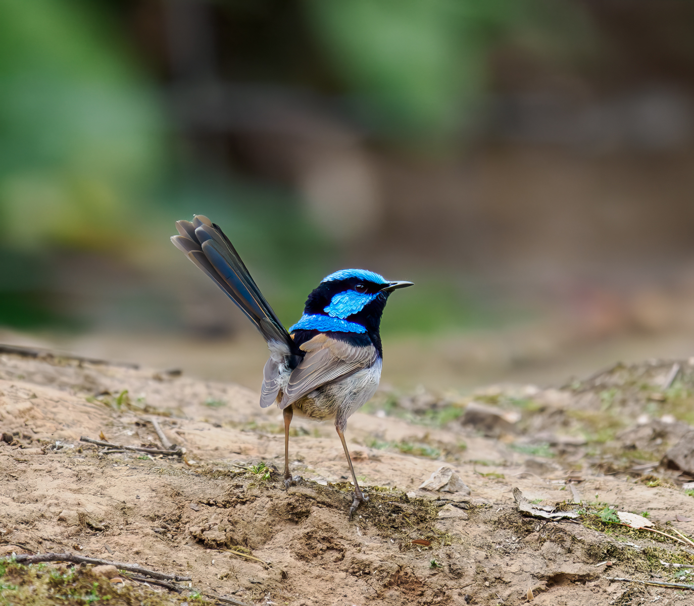 Superb Fairy Wren by Bill Breckenridge — Score: 16 pts