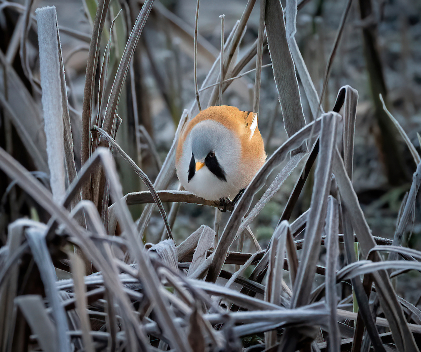 Frosty Morning Hunt For Breakfast by Alex Early — Score: 18 pts