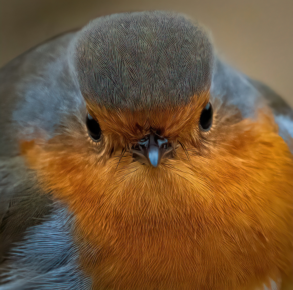 Robin Feather Detail by Alex Early — Score: 17 pts