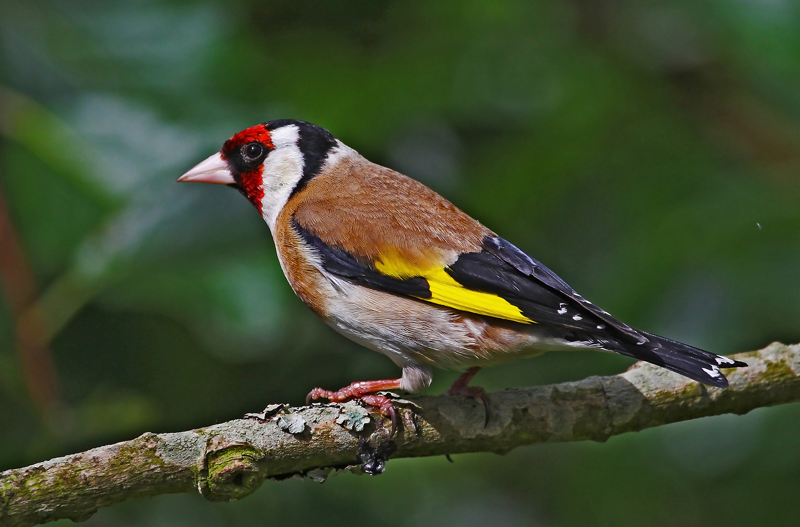 Goldfinch On Alert by Mike Stanley — Score: 16 pts