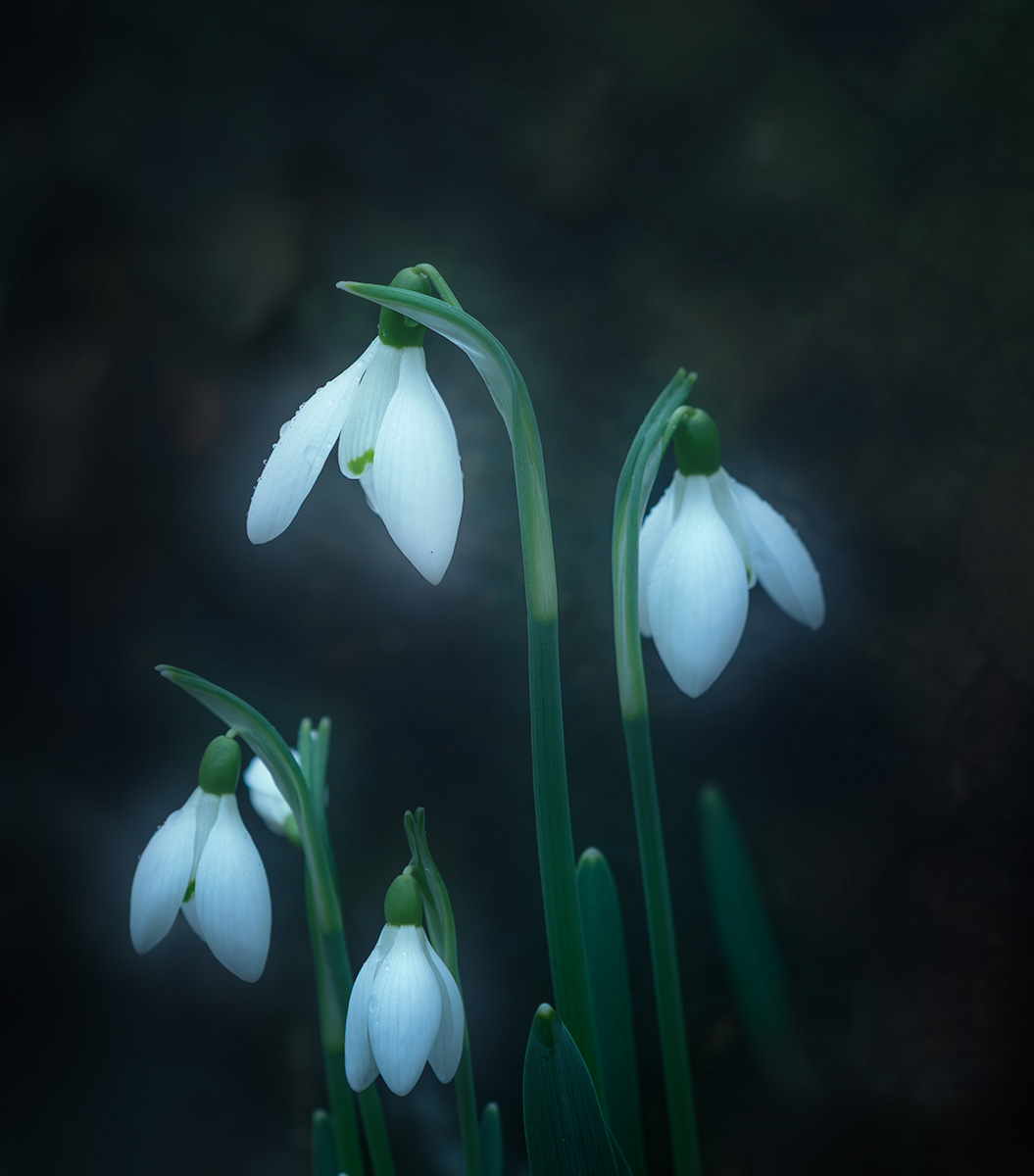 Woodland Snowdrops by Margaret Keane — Score: 18 pts