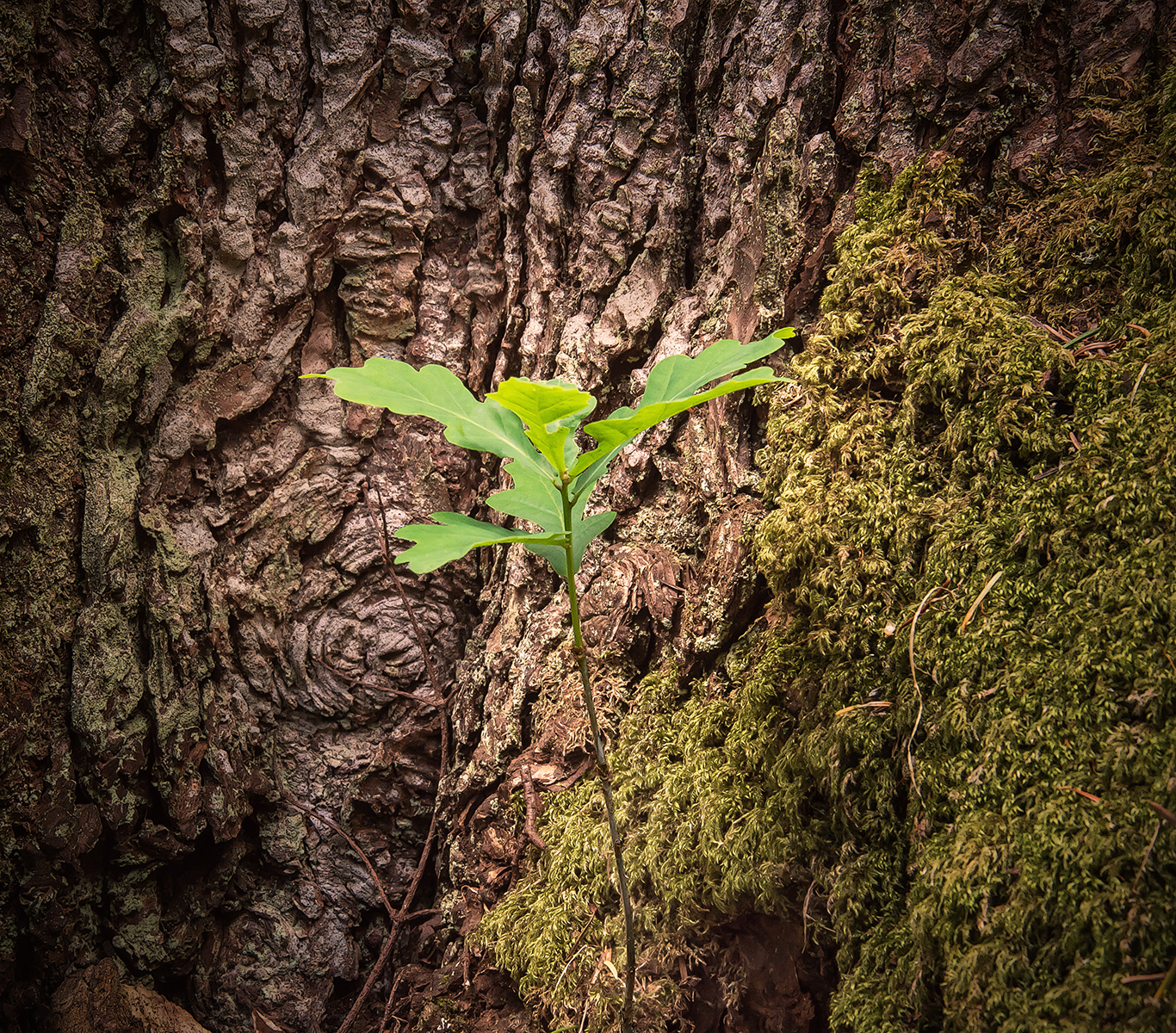 Growing In The Shadow Of Giants by Simon Ray — Score: 17 pts