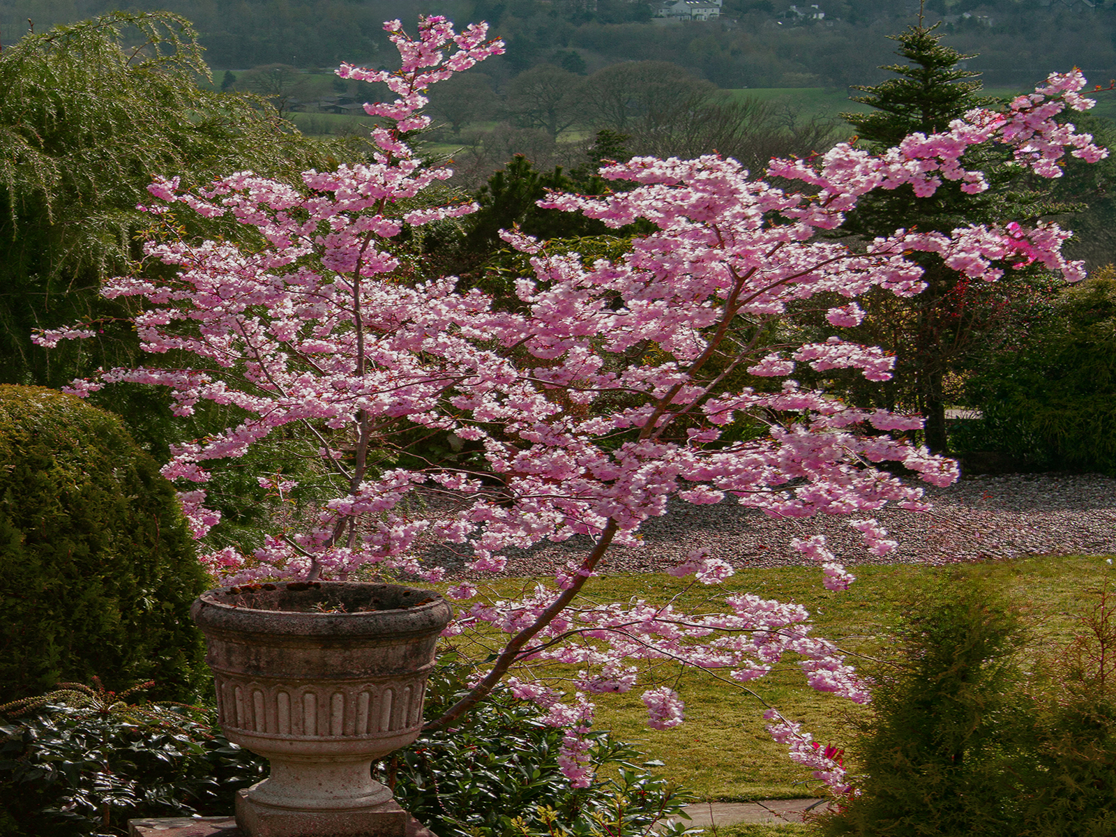 Cherry Blossom Time by John Scott — Score: 17 pts