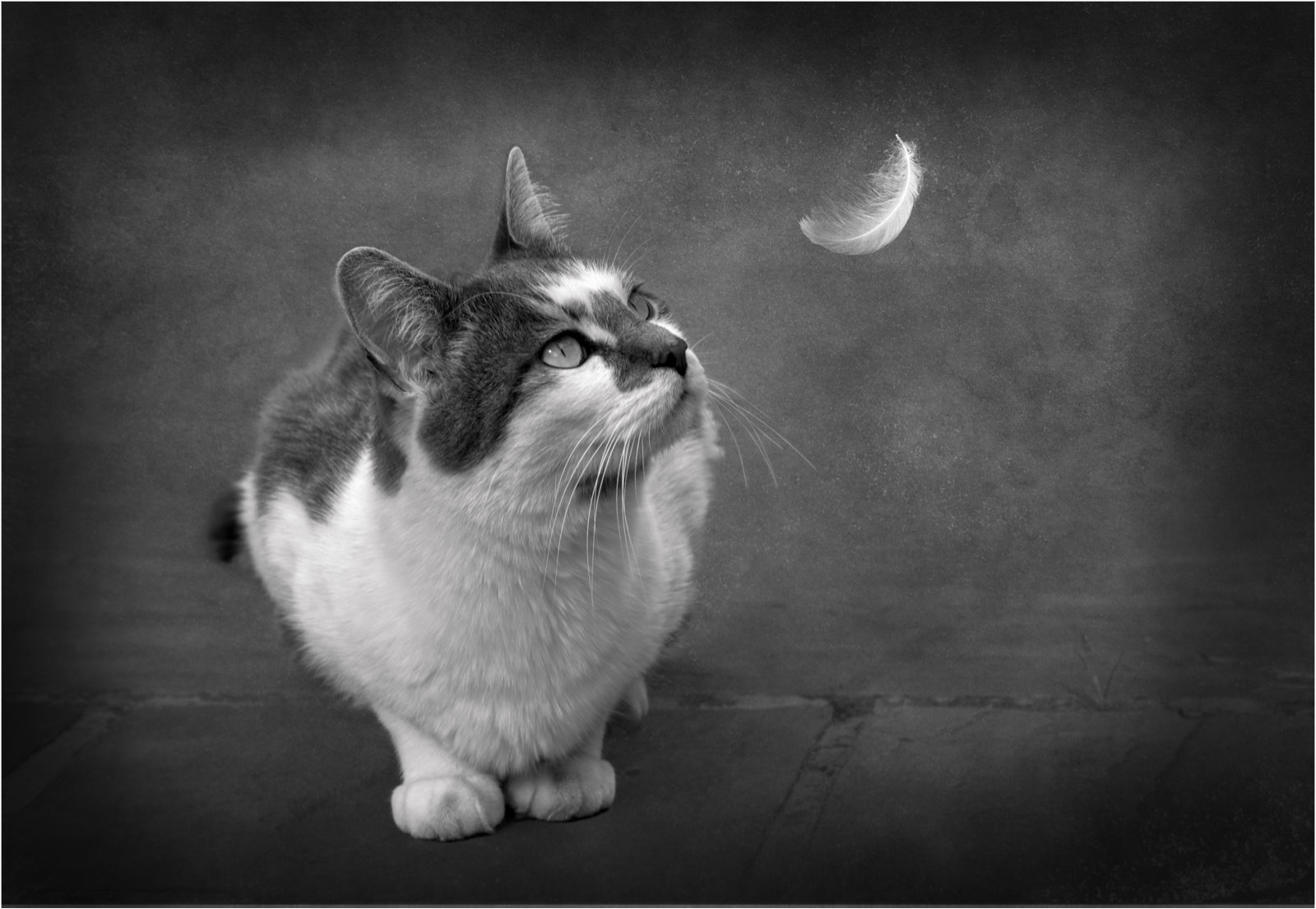 Distracted by Esther Parkinson — Score: 18 pts