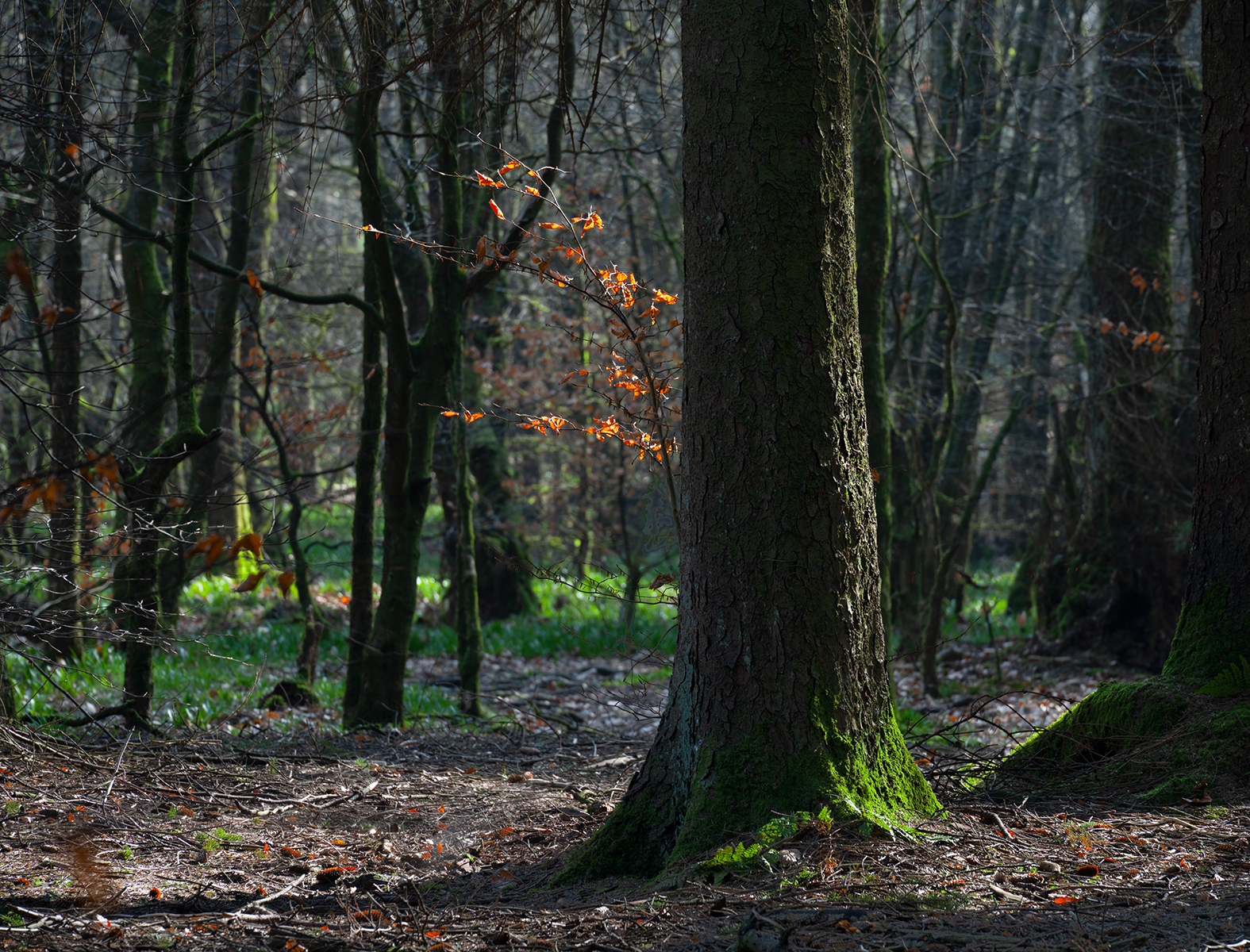 A Glimmer Of Spring by Ian Mulroy — Score: 15 pts