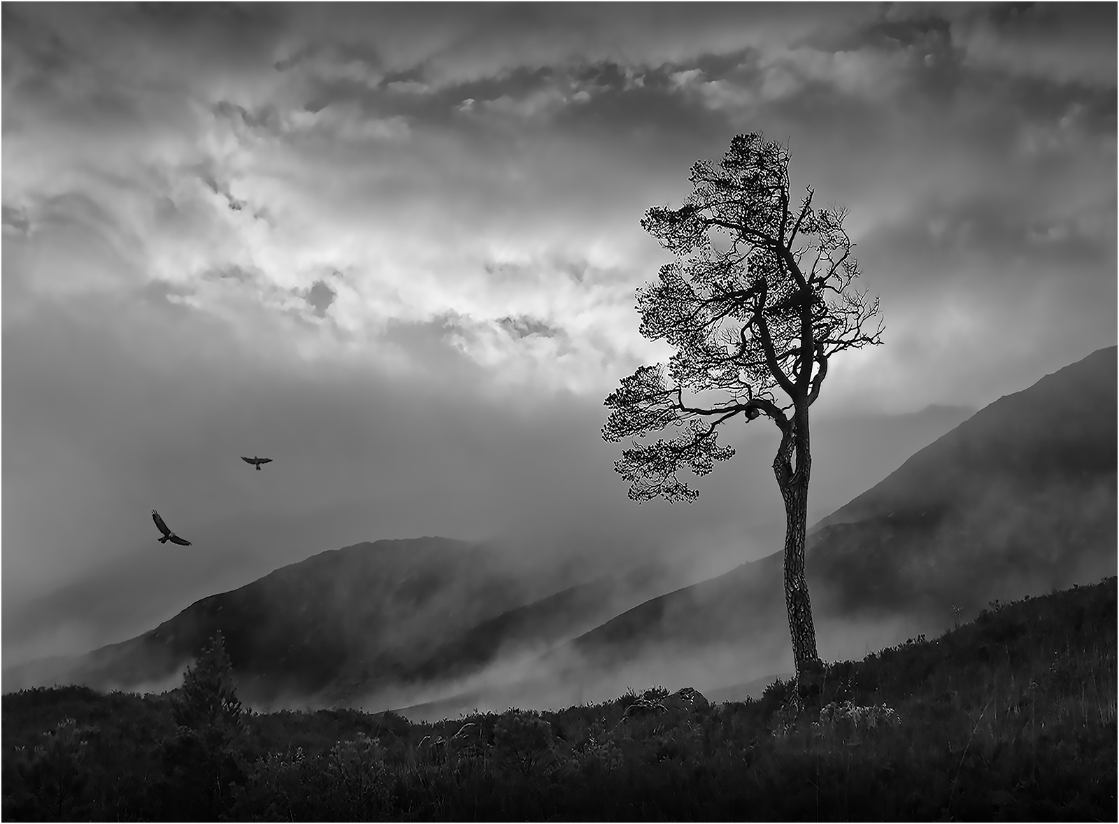 Lonesome Pine, Glen Affric by Mike Williamson — Score: 16 pts