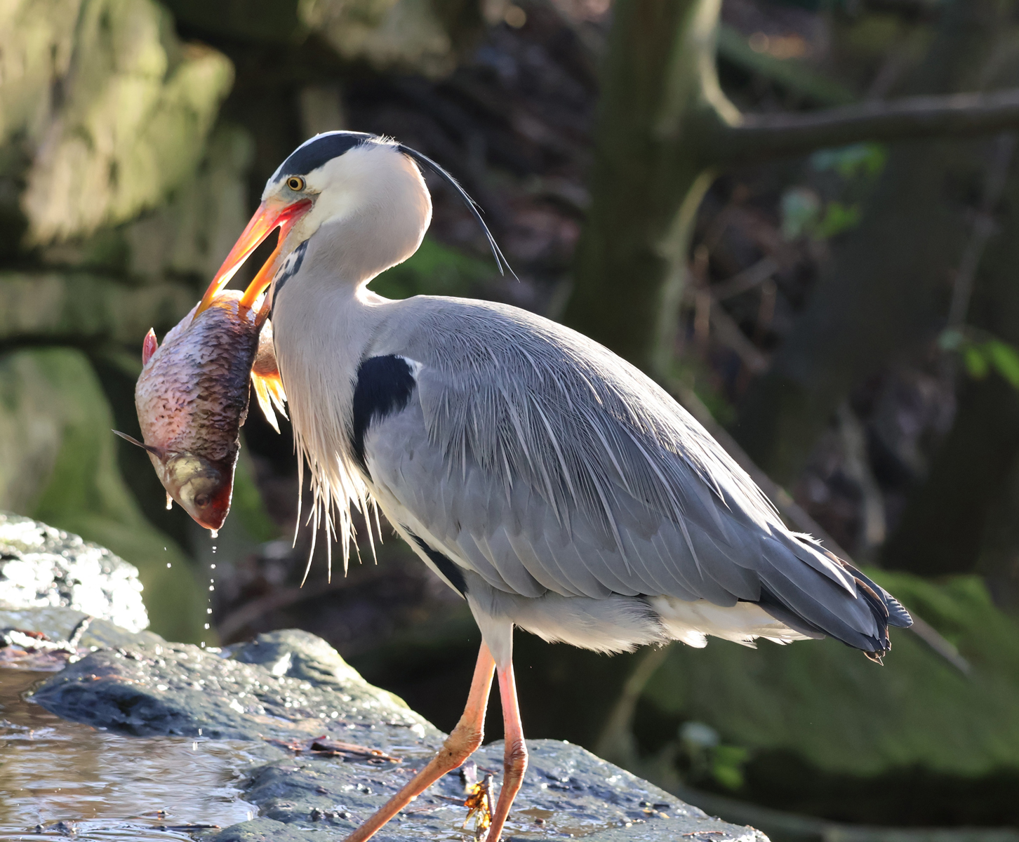 Heron Fishing For Lunch  by Janet Parker — Score: 15 pts