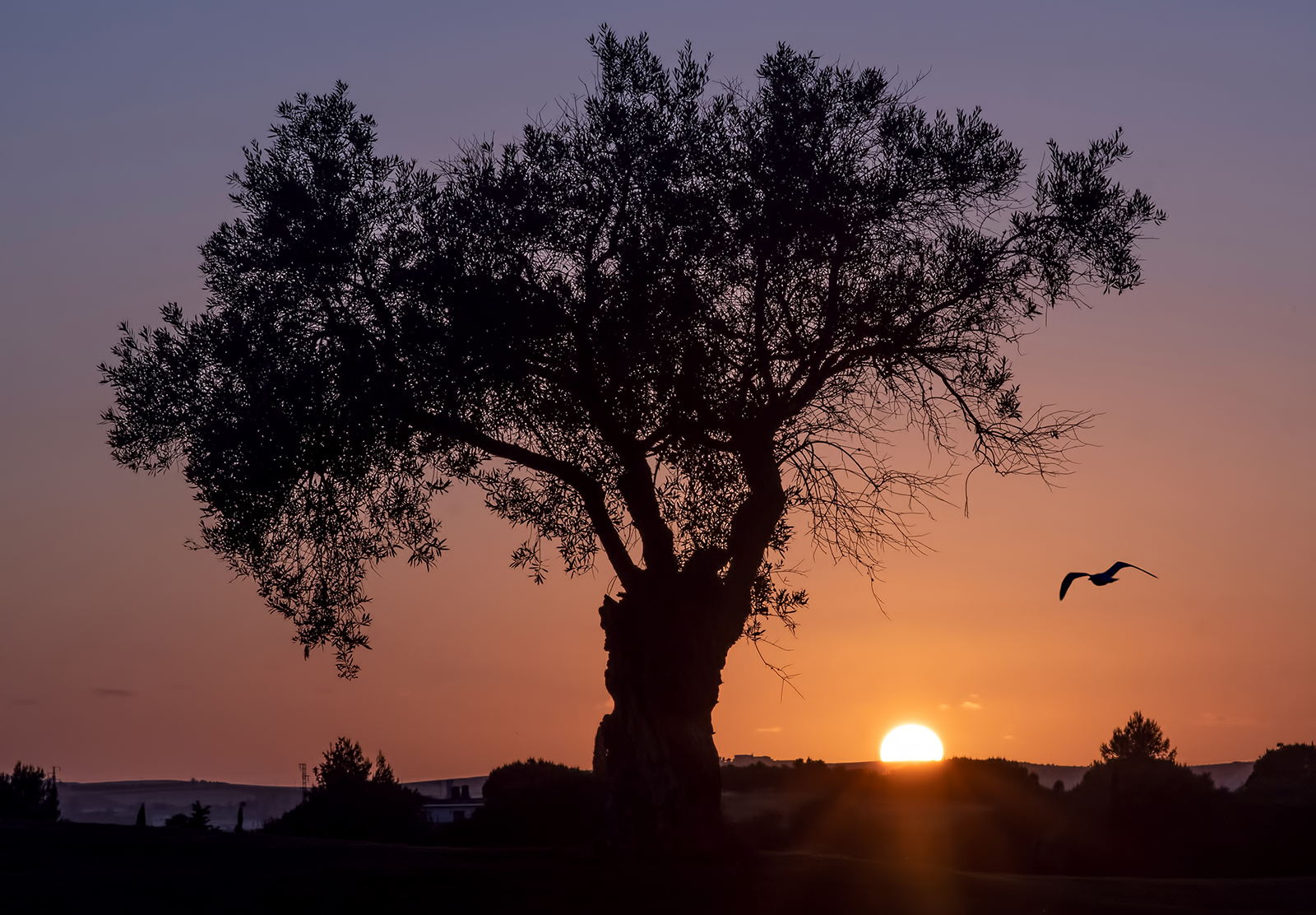 Silouettes At Sunset by Brian Clark — Score: 17 pts