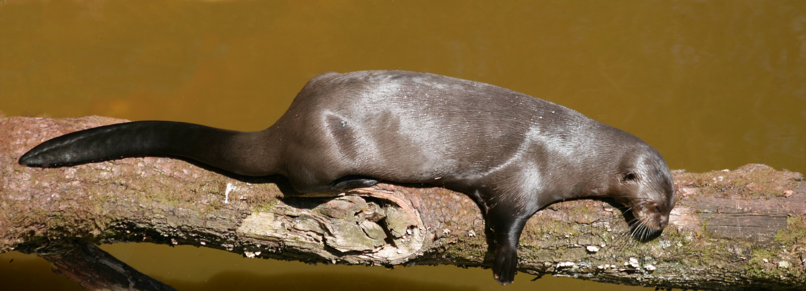  Otter At Rest by David Webster — Score: 15 pts