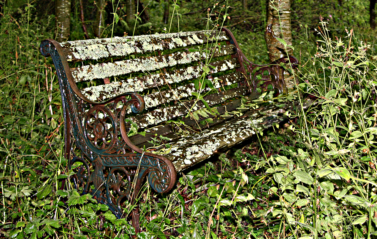 Forgotten by David Webster — Score: 15 pts