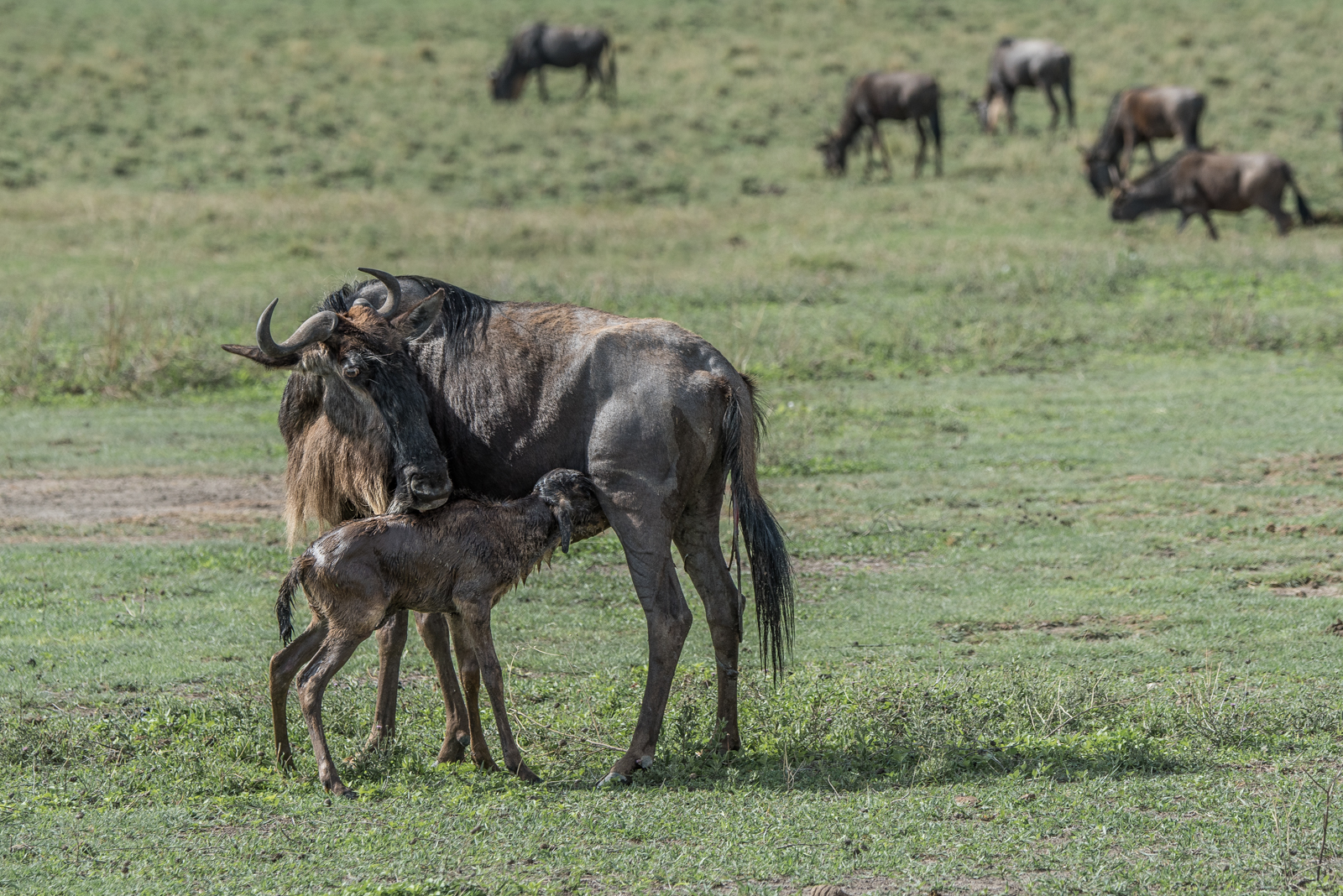 Wildebeest Mother With Newborn by Mary Kirkby — Score: 17 pts