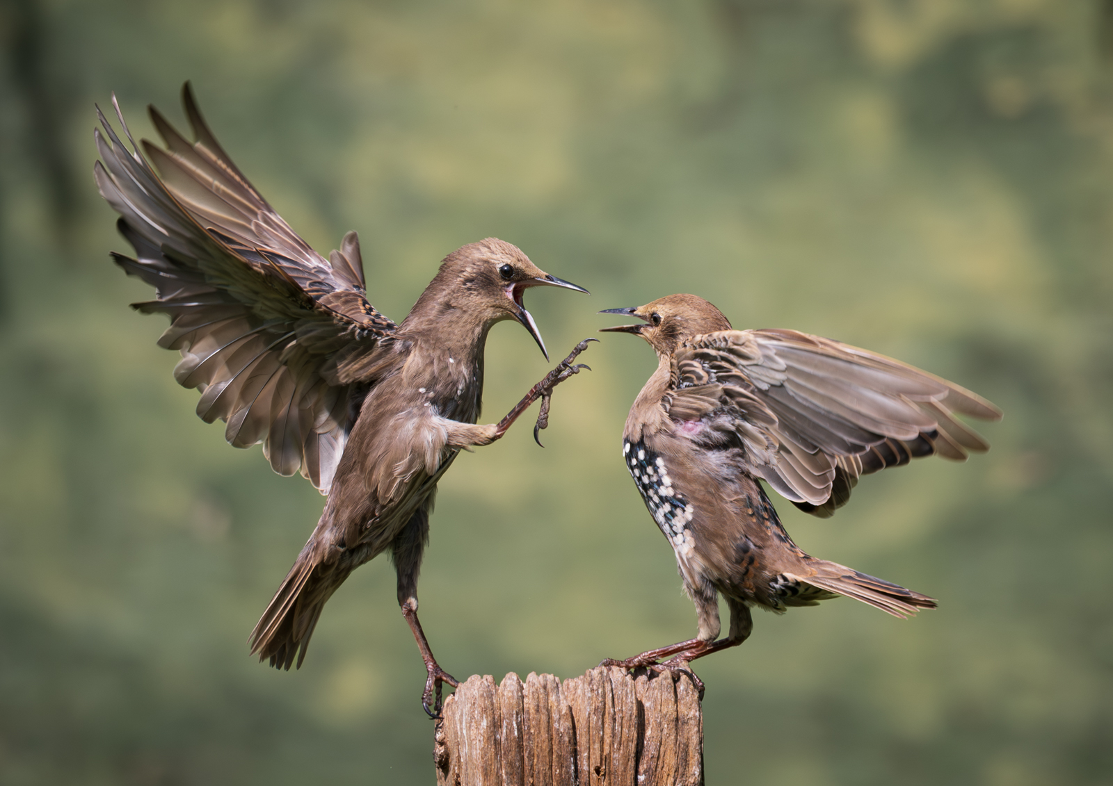Starlings Still Squabbling by Bill Breckenridge — Score: 18 pts