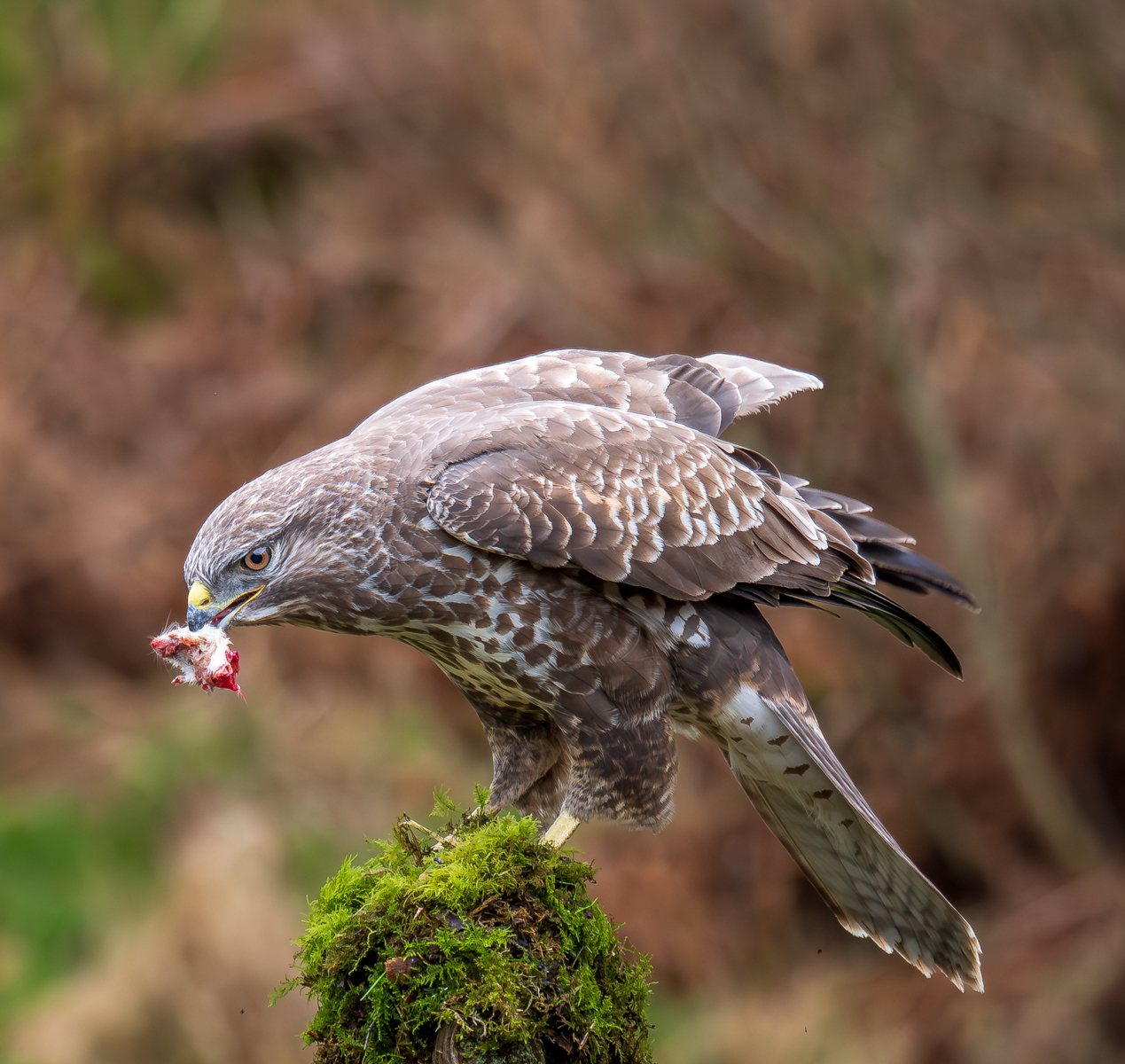 The Buzzard by Bill Breckenridge — Score: 20 pts