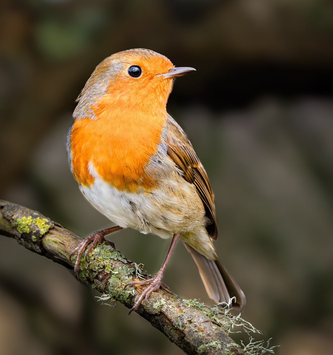 A Proud Robin by Peter Darby — Score: 17 pts