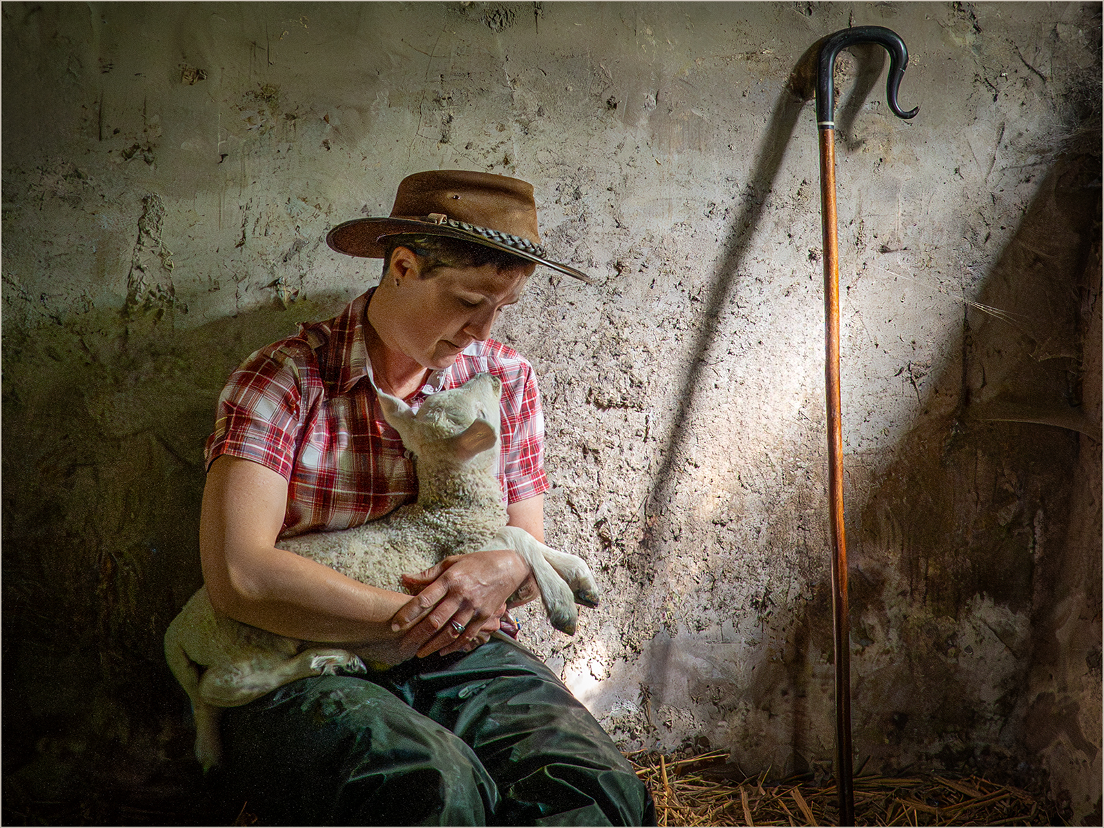 Orphan Lamb by Sheila Giles — Score: 20 pts