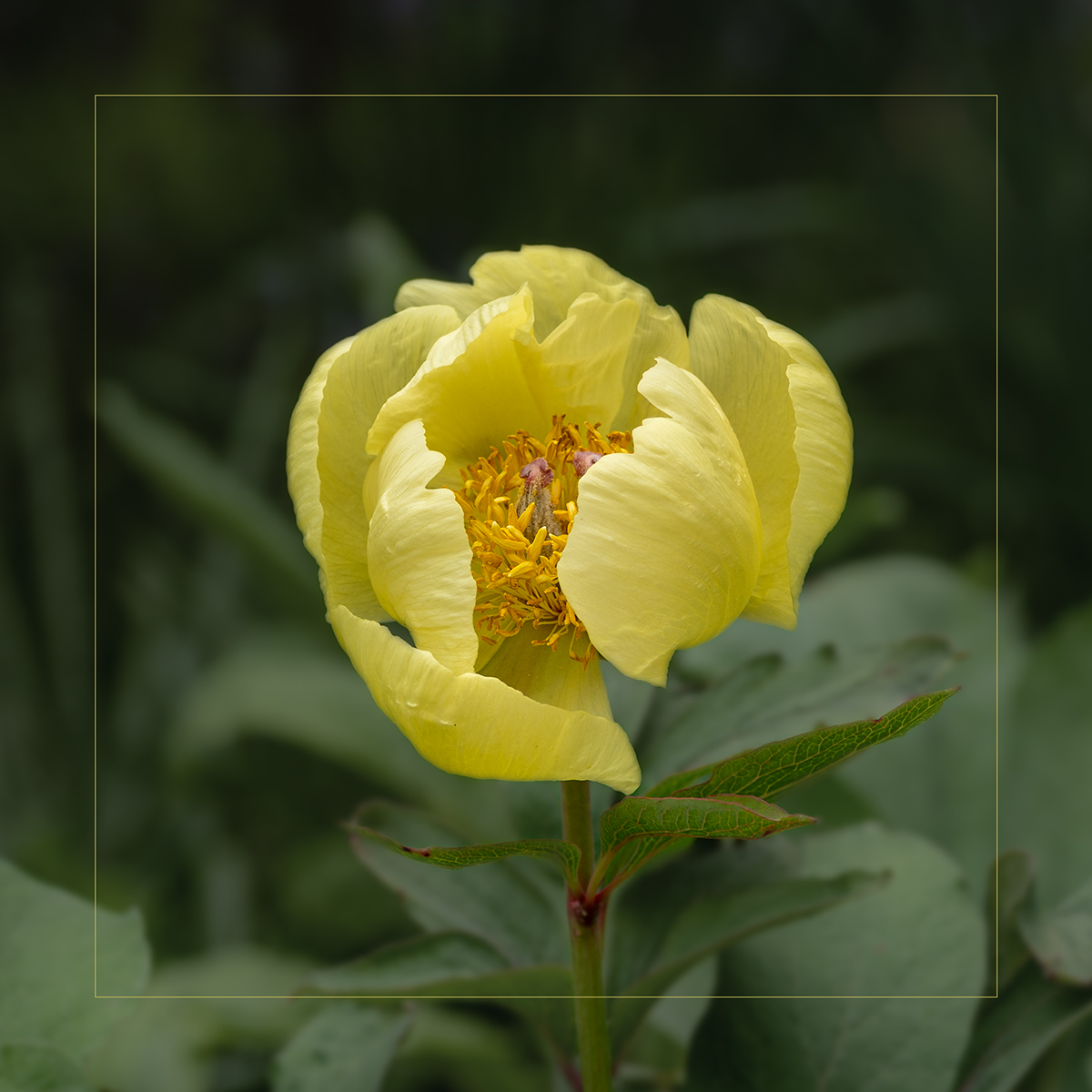 Tree Peony by Daryl Giles — Score: 15 pts