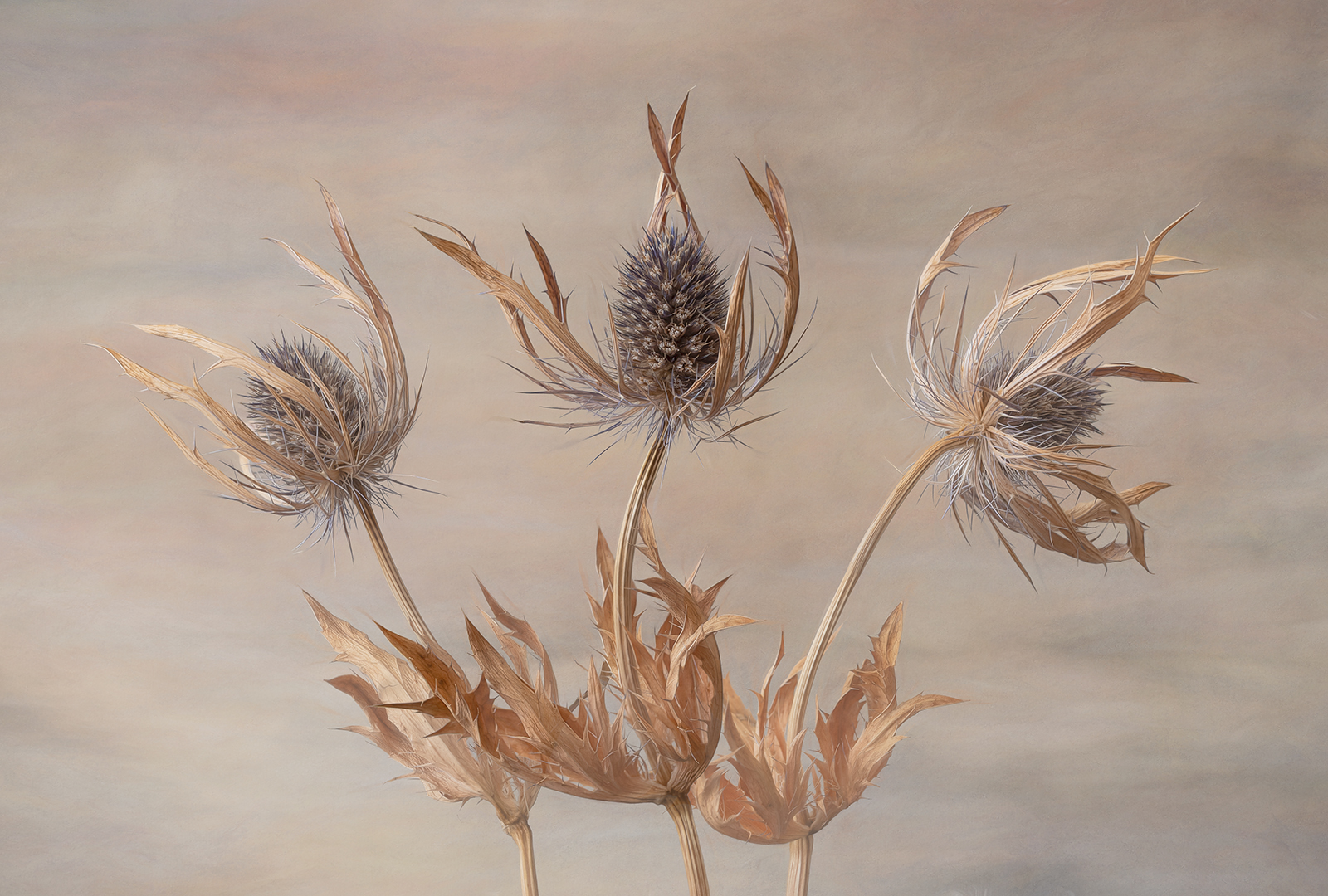 Fading Floral Dance