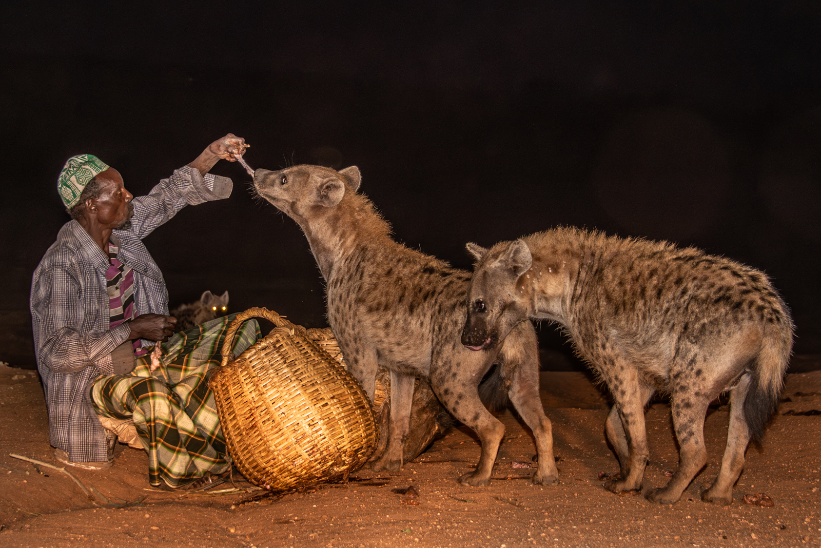 Traditional Feeding Of Wild Hyena by Mary Kirkby