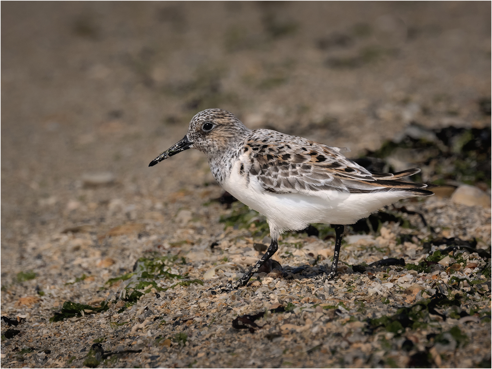 Sanderling by Mike Williamson