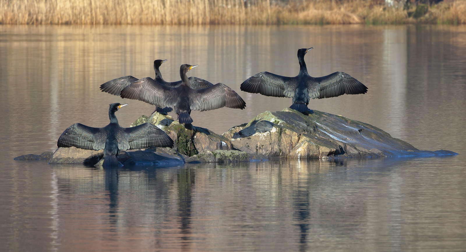 Cormorants Drying by Gordon Watson