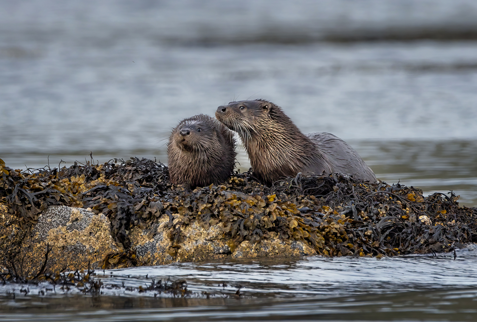 Otter Pair by Gordon Watson